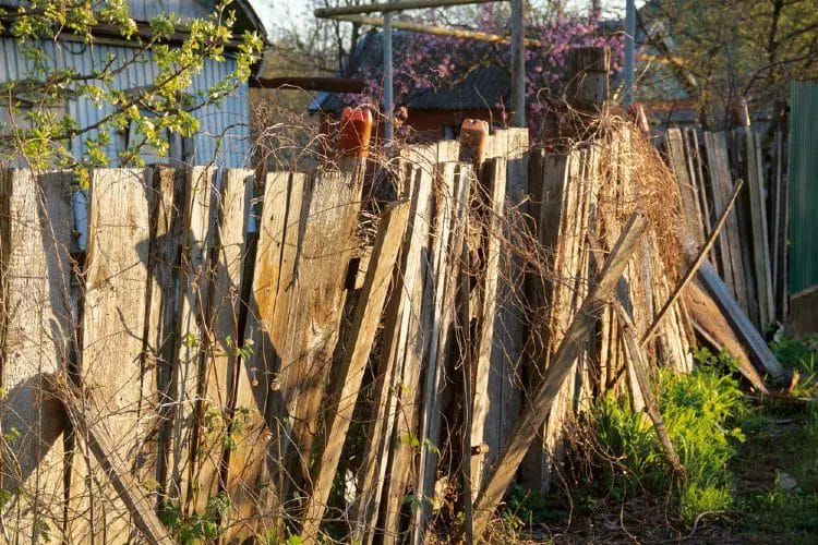 Stack of weathered wood fencing boards leaning against a shed